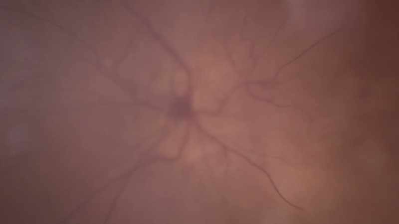 And yet sight is the primary sense we use to navigate through the world