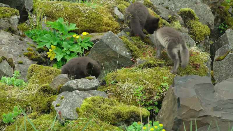 And Silver and her brothers urgently need to put on weight