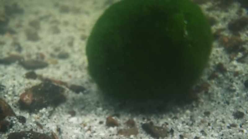 And, slowly, they travel into deeper water