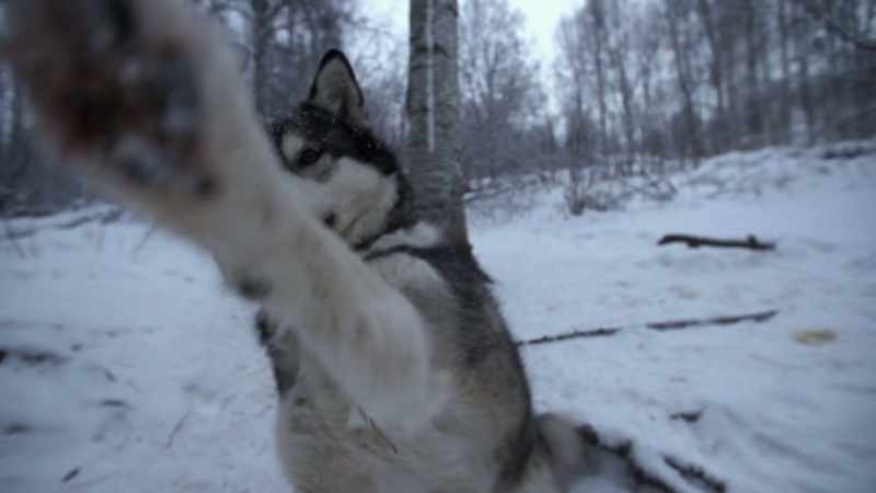 And so, it is an honor to work with this indigenous breed for