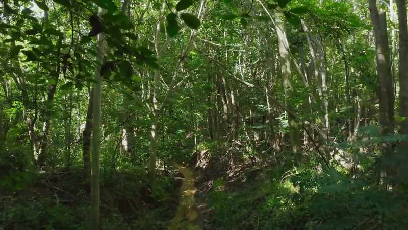 and, so, previously dry streams burst into life