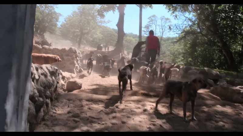 And so, with pride, we called it El Territorio de Zaguates