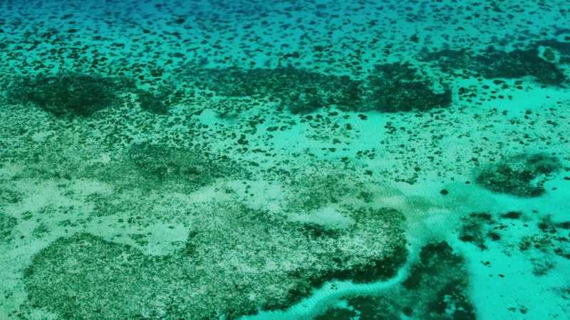And some animals come to the reefs
