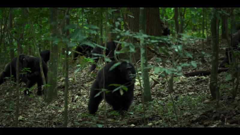 And some chimps