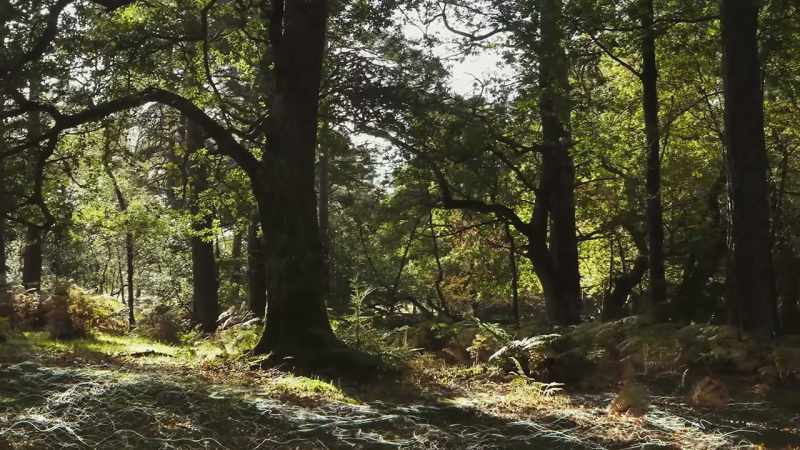 And some individuals known as mother trees