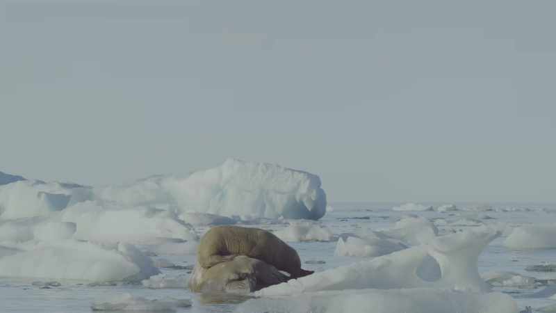 And some walrus pups are just too heavy