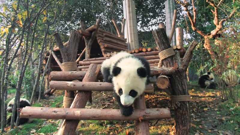 And some will follow in qian qian's footsteps