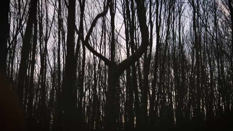 And sometimes it's a growing tree
