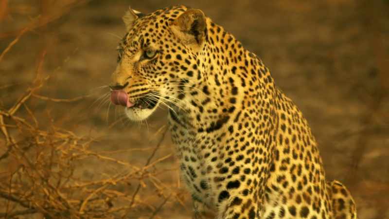And soon, even the warthogs won't be visiting