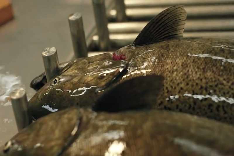 And we spawn the fish by inserting a needle into their body cavity