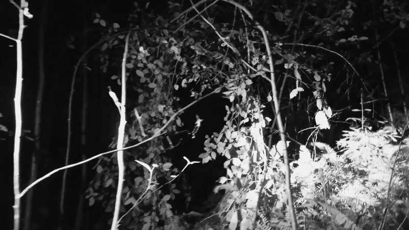 And suddenly, I realized there's a strange twisting of tree branches