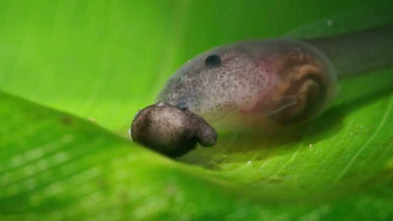 And her tadpole gets a much-needed meal