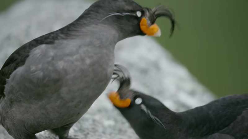 And his tangerine perfume attracts an admirer