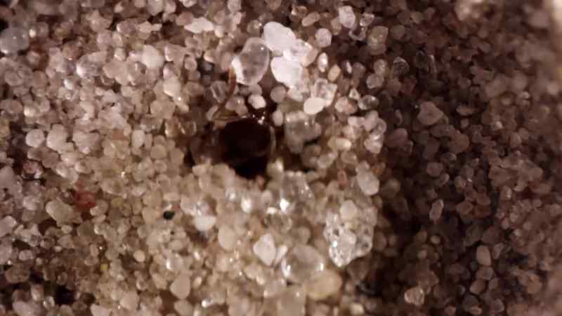 And the ant-lion drags it beneath the sand