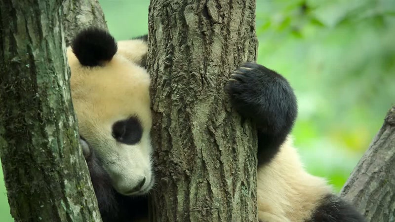 And the bamboo will keep growing until winter