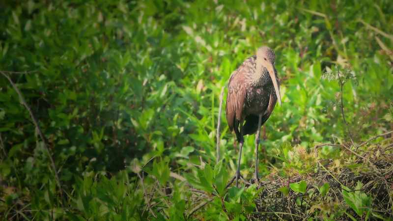 And, while the bird is wondering whether it is edible or not