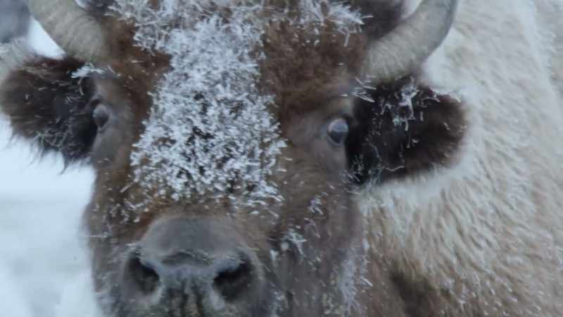 And the bison is at its weakest