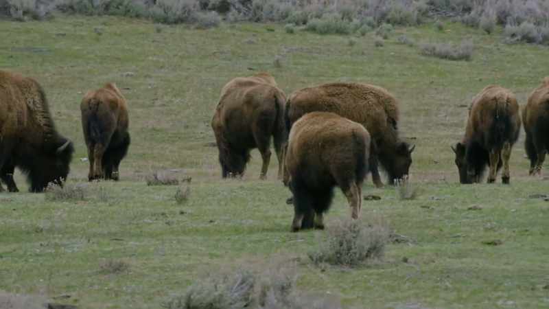 And while the bison here are formidable, in Hayden Valley