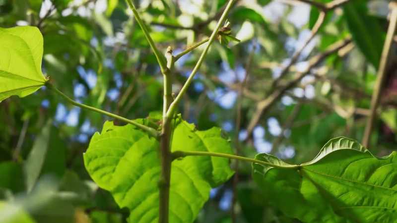 and the bixa tree will not survive