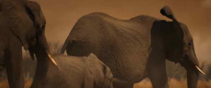 And the elephants' struggle hasn't gone unnoticed