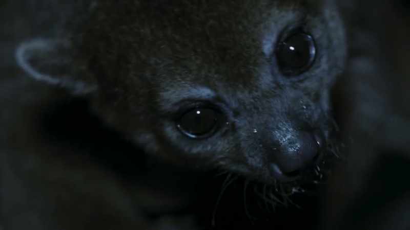 And the kinkajous - they also get well served