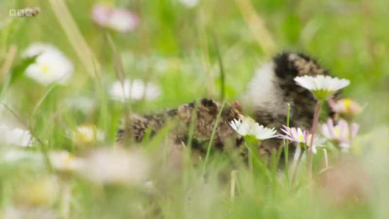 and the lapwing chick gets back to its mother