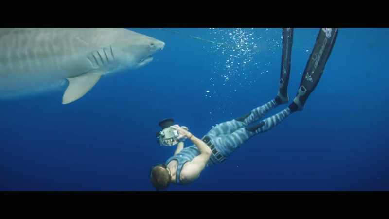And the larger sharks are actually a lot more knowledgeable