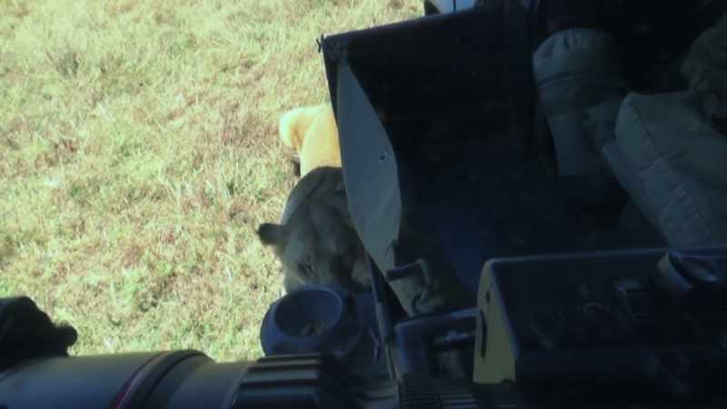 And the lions, it seems, are getting to know them too