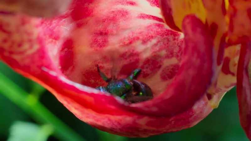 and the liquid into which the bee has fallen is sticky