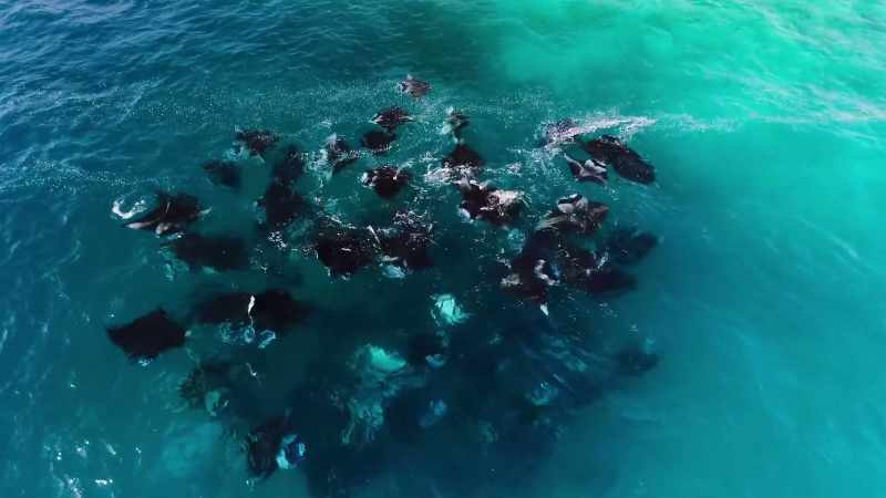 And the mantas create a vortex of their own