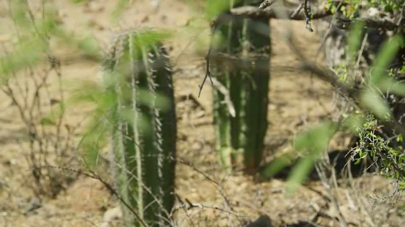 And the mesquite's extremely long roots draw up water