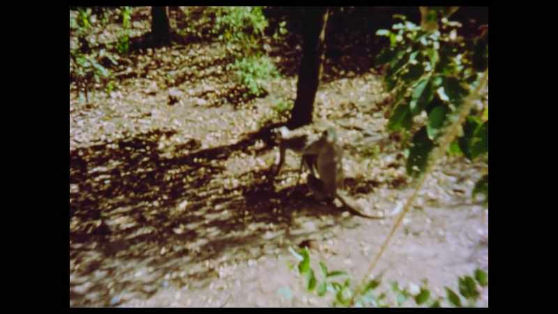 And the next scene is just this monkey