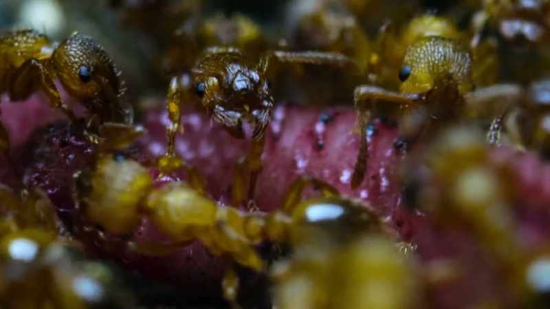 And the nurse ants rush to feed them