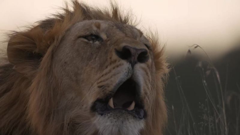And the pride male, proclaims his authority