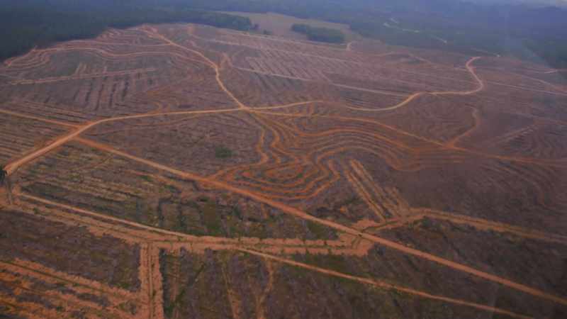 AND THE REASON PEOPLE ARE CHOPPING DOWN THE FOREST TO