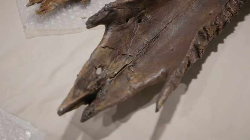 AND THE T. REX PALATE THAT WE TURNED OVER