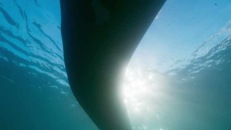 And the whalers called them right whales