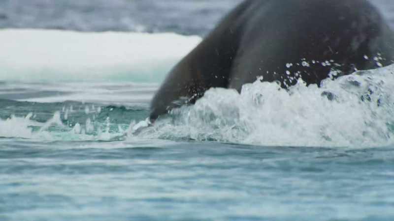And the whales move in for the kill