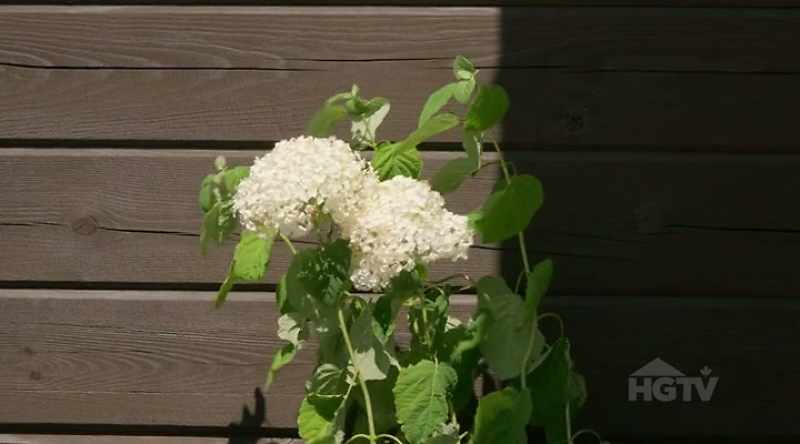 And the white against the brown