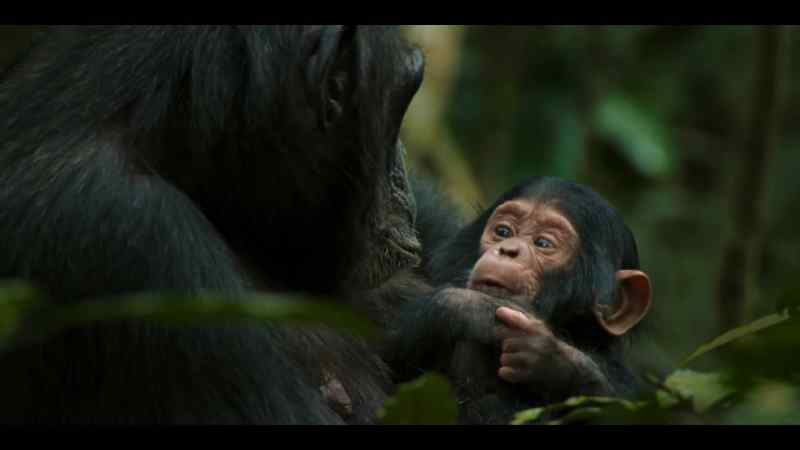 And the world of chimpanzees