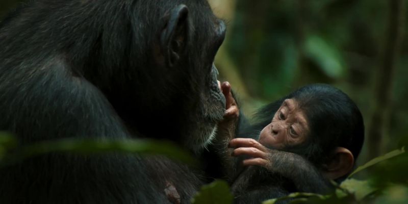 And the world of chimpanzees