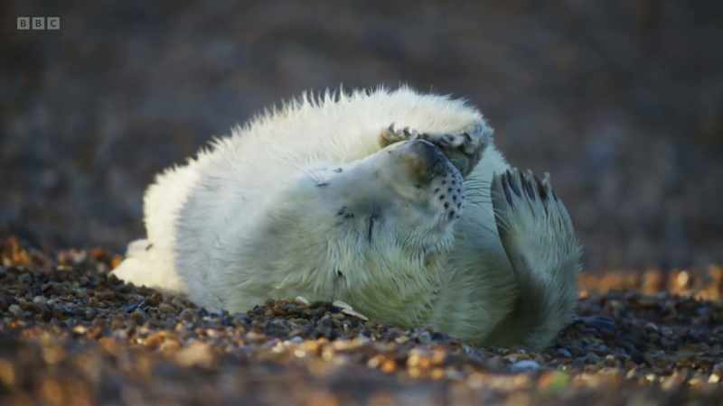 and for their first few weeks, entirely dependent on their mothers
