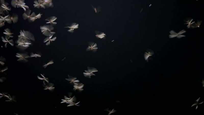 And then if a fly or a moth or some other insect
