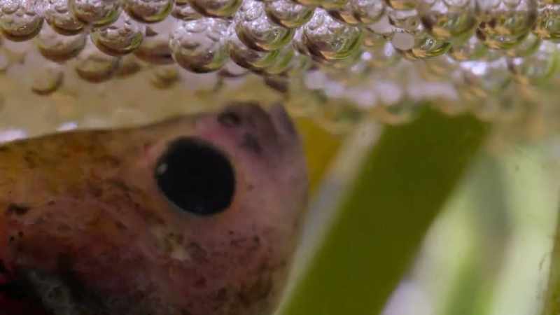 and then blow them, one by one, into the bubble nest