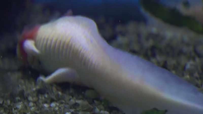 And then I discovered its eyes, its face