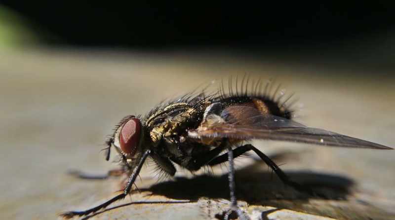 And then I tried it with carpenter ants