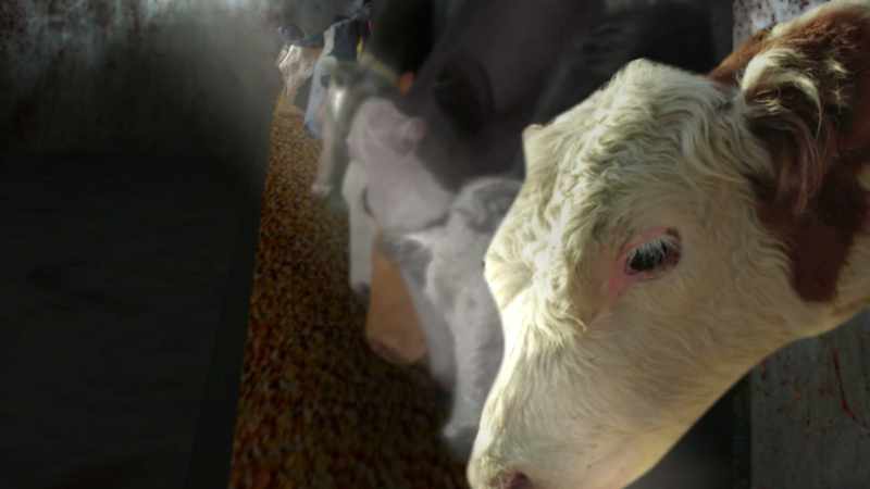 And then slaughter her, feed her to humans