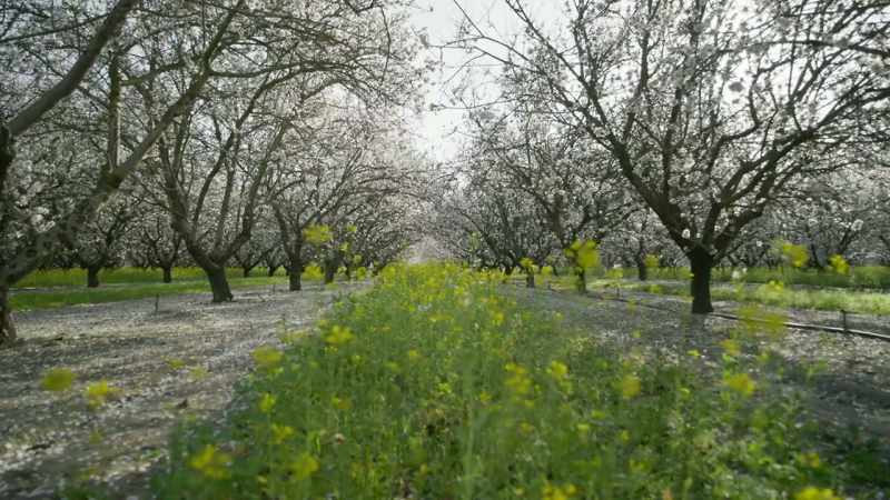 And then after the bloom