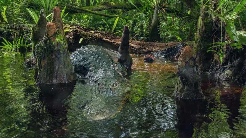And then two or three alligators before the waters came up