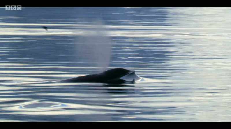 And then we'll have no more killer whales left